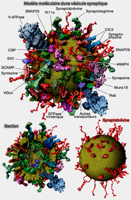 Modèle moléculaire d'une vésicule synaptique